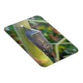 Fotografie - Chrysalis des Monarchschmetterlings Magnet (Rechte Seite)