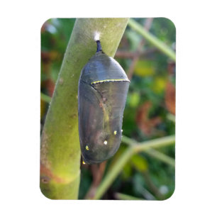 Fotografie - Chrysalis des Monarchschmetterlings Magnet