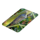 Fotografie - Chrysalis des Monarchschmetterlings Magnet (Linke Seite)