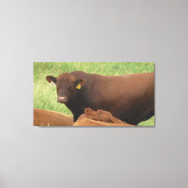 Fotografie der Kleinwestkühe mit Wrapped Canvas Ar Leinwanddruck