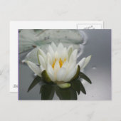 Fotografie der Wasserlilie Postkarte (Vorne/Hinten)