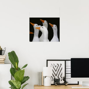 Fotografie einer Schar weißer Enten Poster