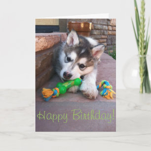 Fotografie eines Alaskan Malamute-Welpen, der an e Karte
