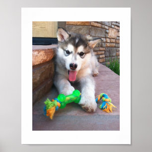 Fotografie eines Alaskan Malamute-Welpen und Seils Poster