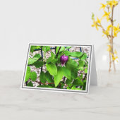 Fotografie Nah-up Lila Clematis Green Foliage Karte (Gelbe Blume)