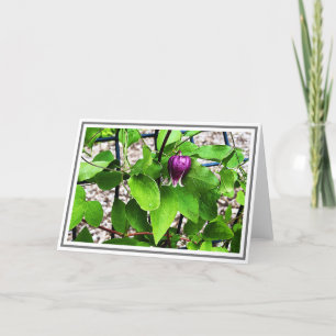 Fotografie Nah-up Lila Clematis Green Foliage Karte