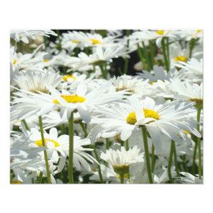 Fotografie Natur Kunst Drucke Gänseblümchen Blumen