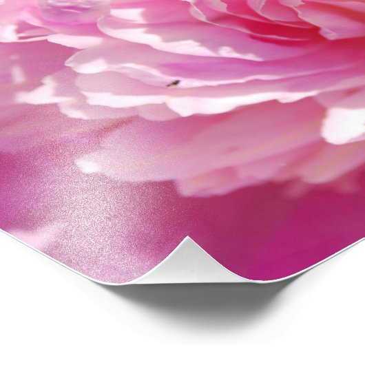 Fotografie Rosa Peony (Ecke)