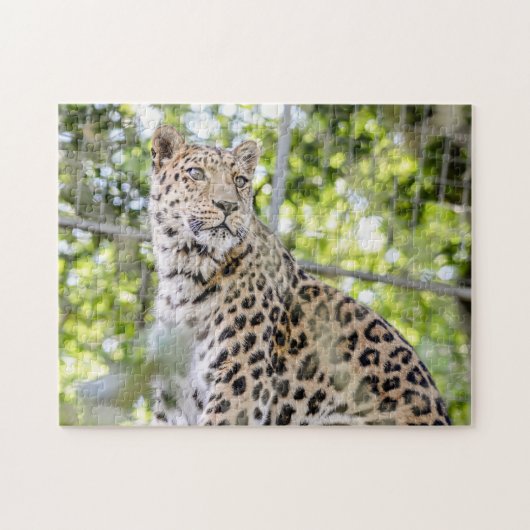 Fotografie Schöne Amur Leopard Grüne Puzzle (Horizontal)