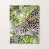Fotografie Schöne Amur Leopard Grüne Puzzle (Vertikal)