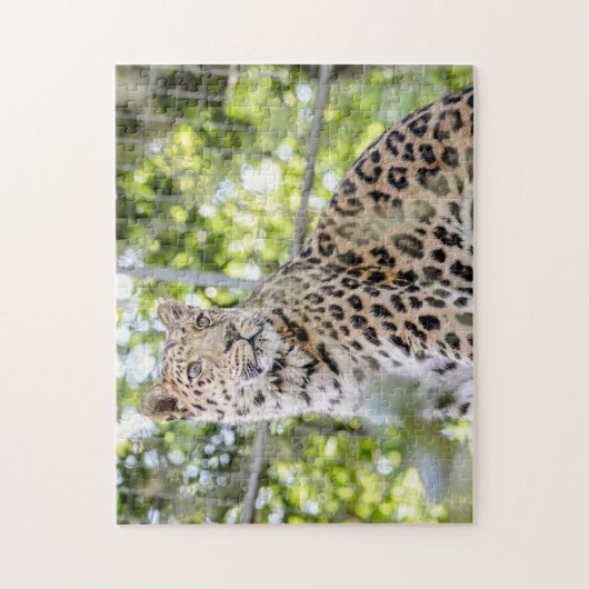 Fotografie Schöne Amur Leopard Grüne Puzzle (Vertikal)