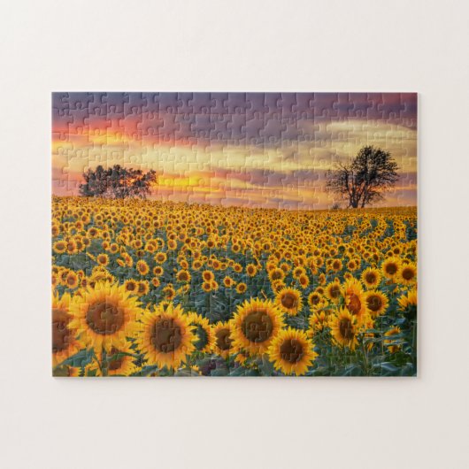 Fotografie Sonnenblumenfeld-Komplex Jigsaw-Puzzles Puzzle (Horizontal)