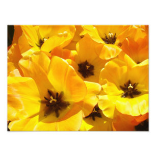 Fotografie Tulip Blume Kunstdrucke Gerahmte Florie