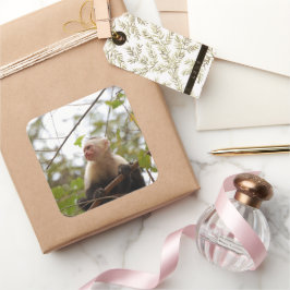 Fotografie von Affen mit weißer Gesichtskapuchin Quadratischer Aufkleber