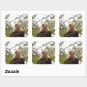 Fotografie von Affen mit weißer Gesichtskapuchin Quadratischer Aufkleber (Blatt)