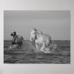 Fotografie von Equine Fine Art, Poster
