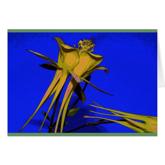 Fotografie von gelbem columbine (Vorderseite (Horizontal))