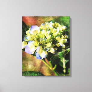 Fotografie von Hydrangea Leinwanddruck