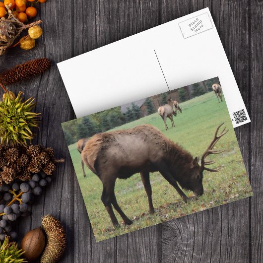 Fotografie von männlichen Elchen Antlers Feldherbs Postkarte