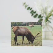 Fotografie von männlichen Elchen Antlers Feldherbs Postkarte (Stehend Vorderseite)