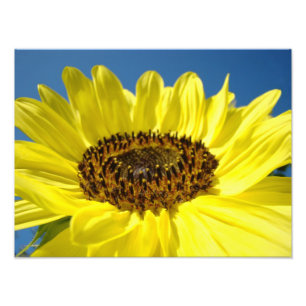 Fotografiegeschenke mit Sonnenblumen in Gelb als f Fotodruck