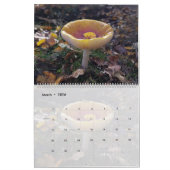 FOTOGRAFIEN DES PIENPANO-MUSHROOM KALENDER (Mär 2026)