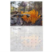 FOTOGRAFIEN DES PIENPANO-MUSHROOM KALENDER (Jan 2026)