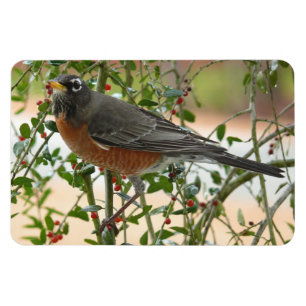 Fotografien: Vögel - Magnet