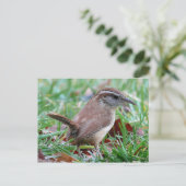 Fotografien: Vögel - Postkarte (Stehend Vorderseite)