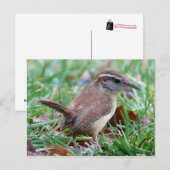 Fotografien: Vögel - Postkarte (Vorne/Hinten)