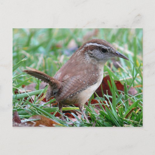 Fotografien: Vögel - Postkarte (Vorderseite)
