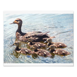 Fotografierdrucke für Enten und Enten Fotodruck