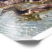 Fotografierdrucke für Enten und Enten Fotodruck (Ecke)
