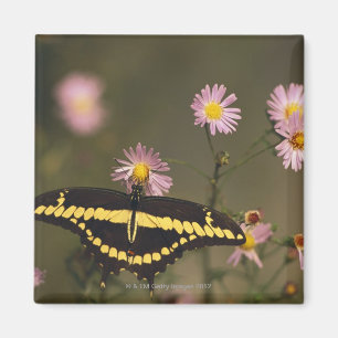 Fotografiert an einem sonnigen Tag mit gefiltertem Magnet