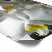 Fotografisch gedruckte Orchideen Fotodruck (Ecke)