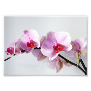 Fotografisch gedruckte Rosa Orchideen Fotodruck