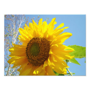 Fotografische Blumenprints Sonnenblumen Blauer Him Fotodruck