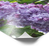 Fotografische Lilacs Fotodruck (Ecke)