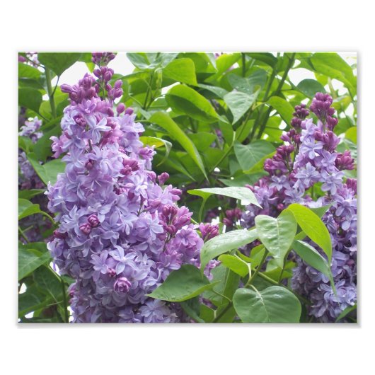 Fotografische Lilacs Fotodruck (Vorne)