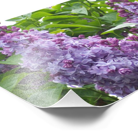 Fotografische Lilacs Fotodruck (Ecke)