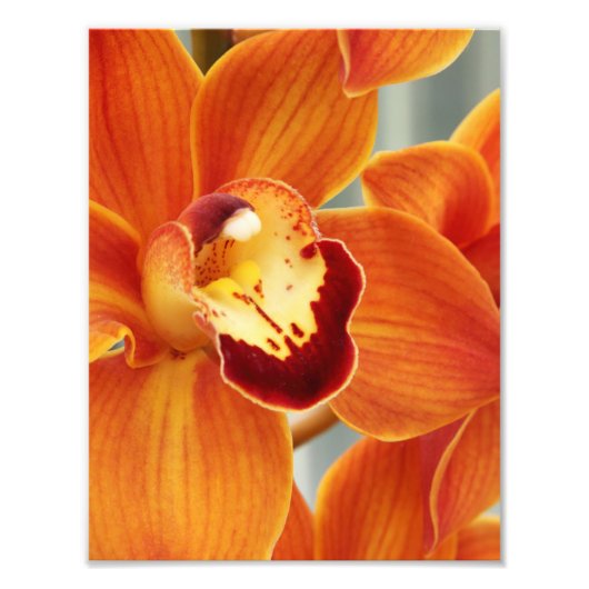 Fotografische Orchideen Fotodruck (Vorne)