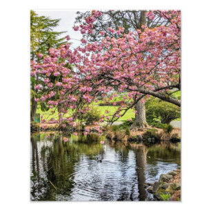 Fotografischer Druck von rosa Kirschblüten und Tei