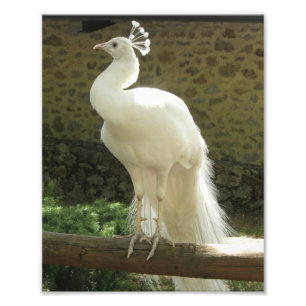 Fotografischer Druck-Weißer Pfau Fotodruck