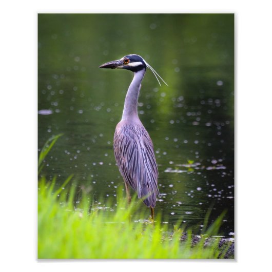 Fotografischer Heron Bird Fotodruck (Vorne)