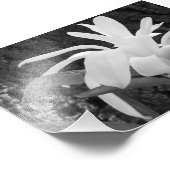 Fotografischer Star Magnolia Fotodruck (Ecke)