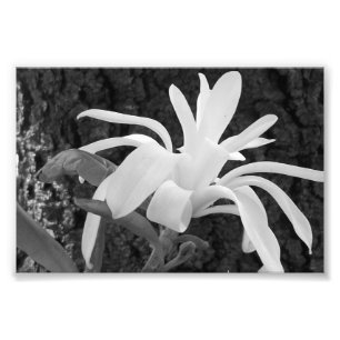 Fotografischer Star Magnolia Fotodruck