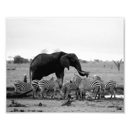 Fotografisches Druckelement und Zebras Fotodruck (Vorne)