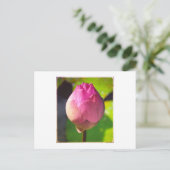 FOTOGRAPH POSTCARD "BUDDING LOTUS" POSTKARTE (Stehend Vorderseite)