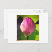 FOTOGRAPH POSTCARD "BUDDING LOTUS" POSTKARTE (Vorne/Hinten)