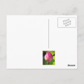FOTOGRAPH POSTCARD "BUDDING LOTUS" POSTKARTE (Rückseite)